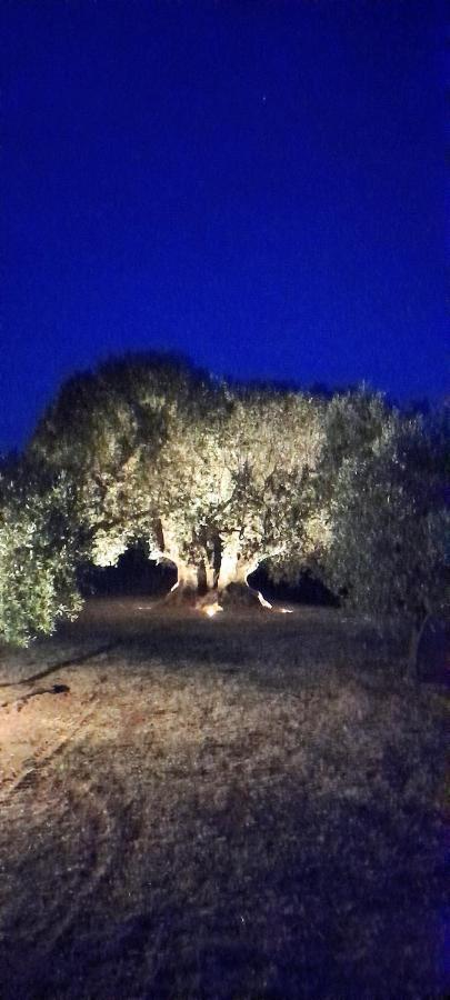 Agriturismo Il Vecchio Olivo Castagneto Carducci Eksteriør billede