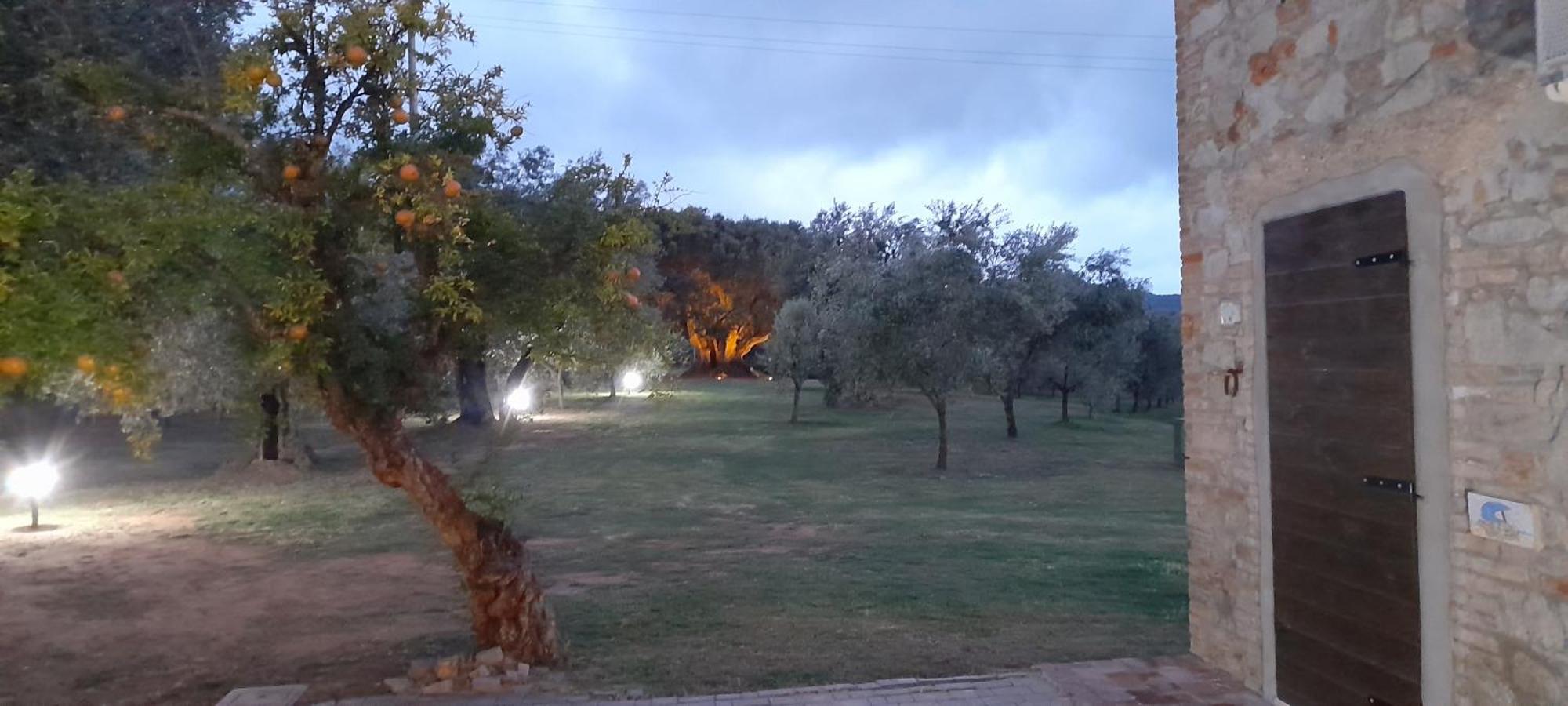 Agriturismo Il Vecchio Olivo Castagneto Carducci Eksteriør billede