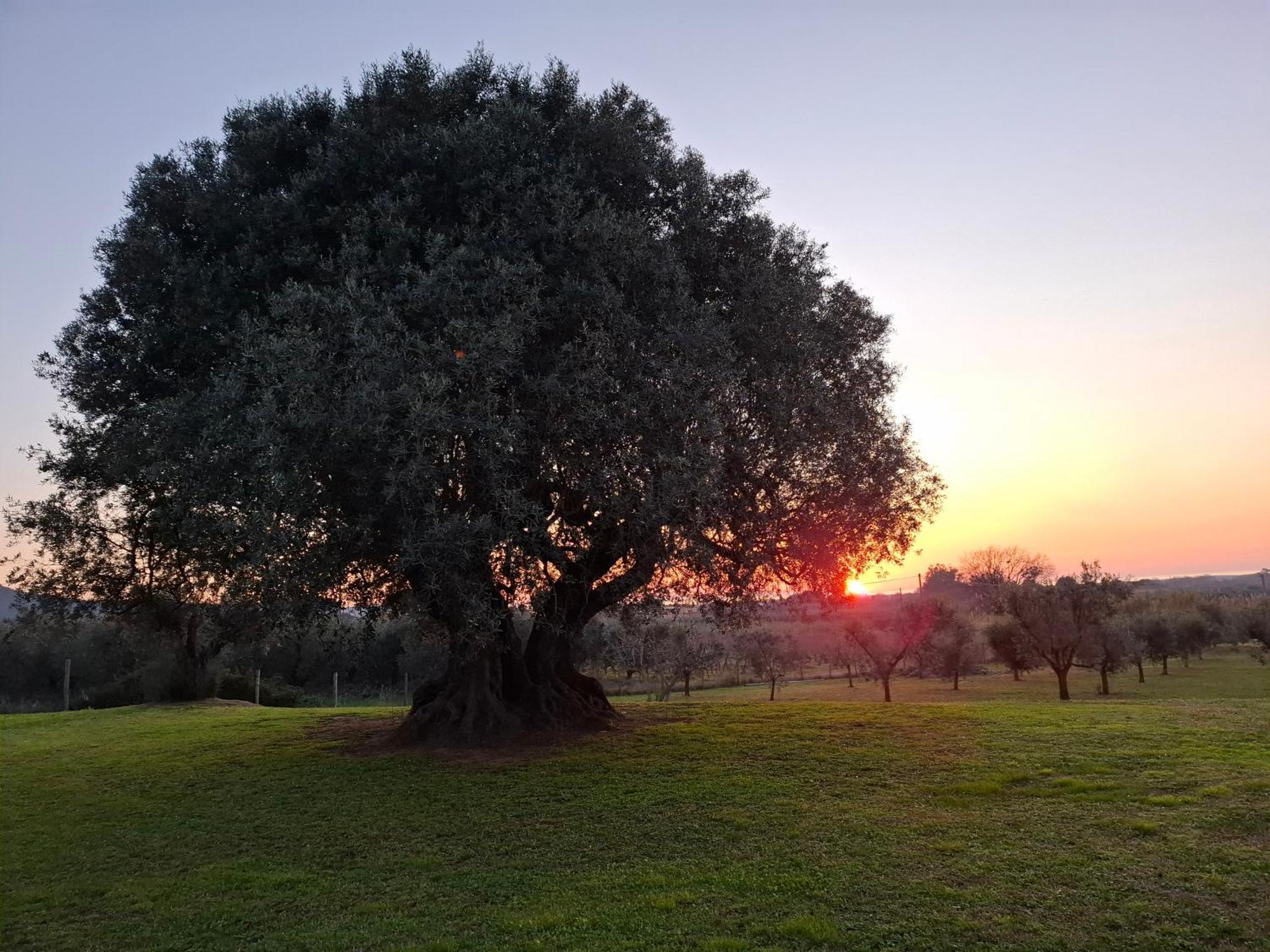 Agriturismo Il Vecchio Olivo Castagneto Carducci Eksteriør billede